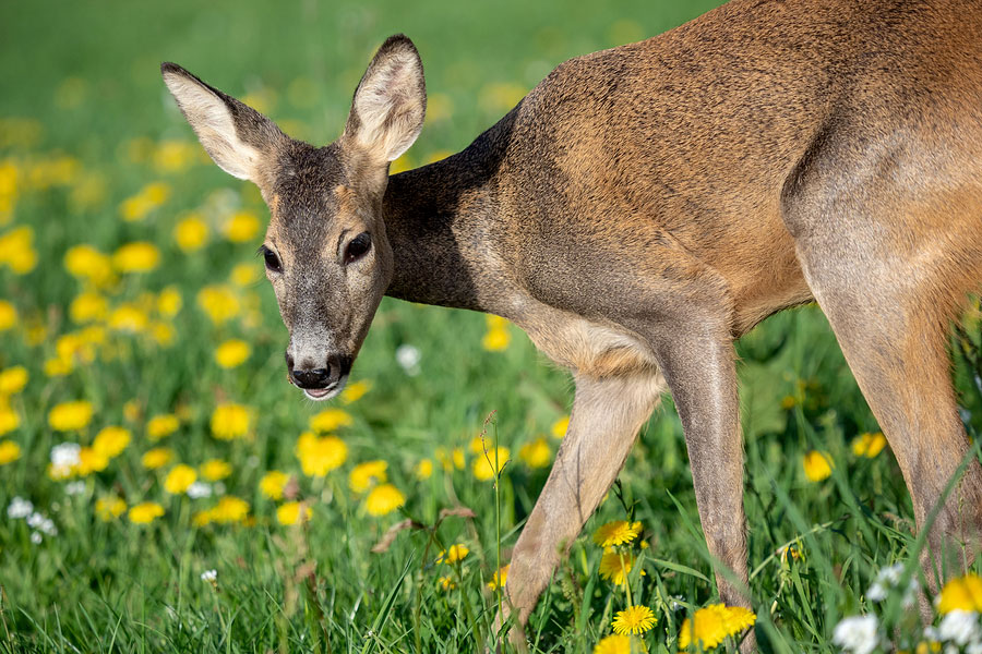 Wild roe deer in spring nature