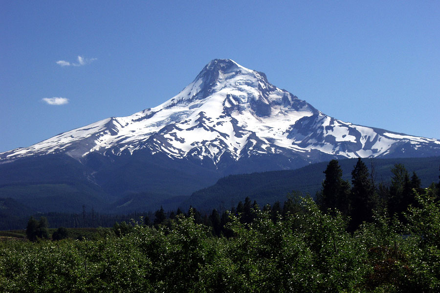 Mount hood in Oregon during a warm summer's day with a fruit orchard in the foreground